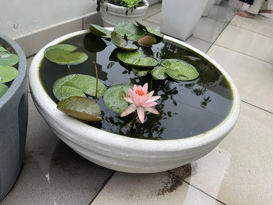 Popular Indoor Plant Dealers In Chennai
