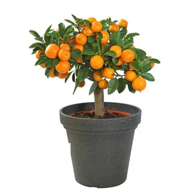 Top Tree Nurseries In Chennai