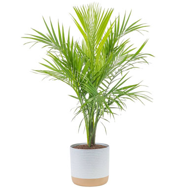 Grass In Chennai