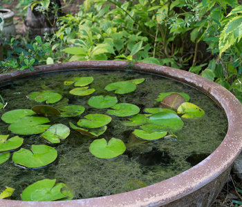 Wholesale Indoor Plants Shop In Chennai