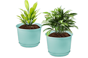 Expert Gardening Services In Chennai